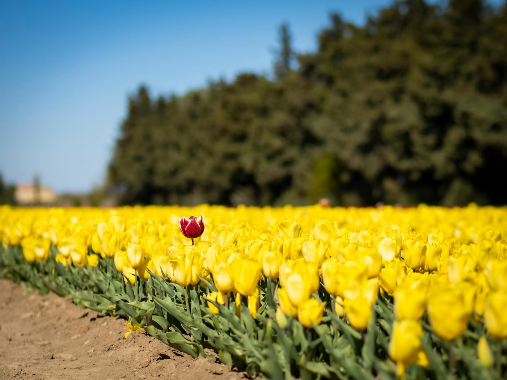 Ongle jaune au pied : causes, traitements et conseils